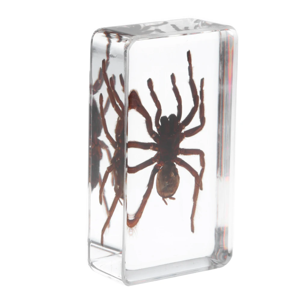 

Real Insect Black Spider Specimen Encased in Resin School Educational Teaching Aid Great Collection Gift for Kids & Adults