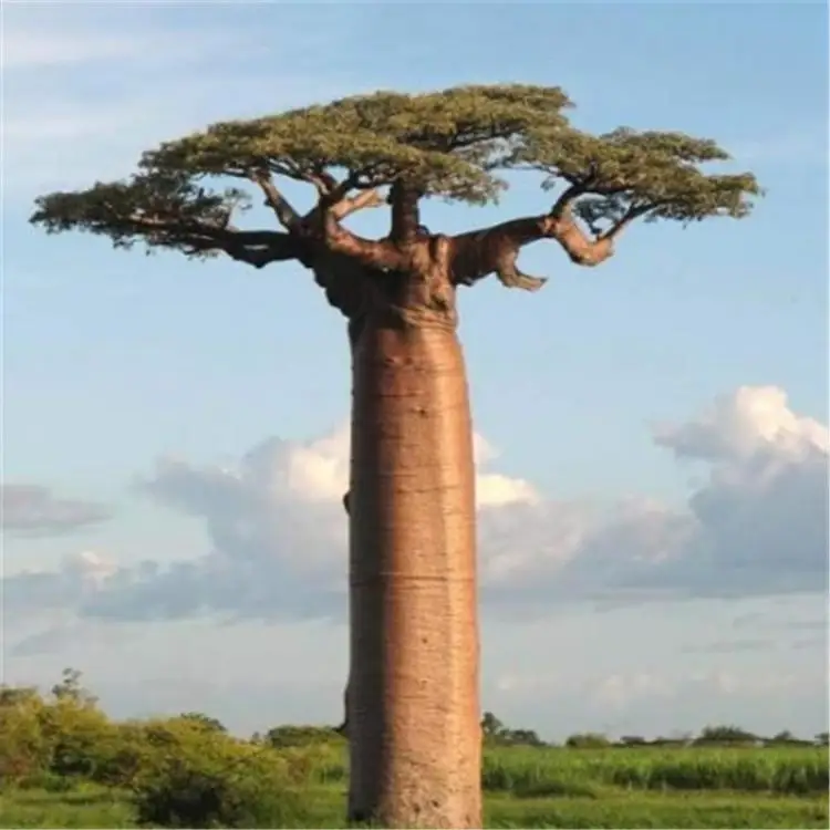 

100% Genuine high-quality rare baobab Potted plant tropical plant garden Potted plant 1PCS/PACK
