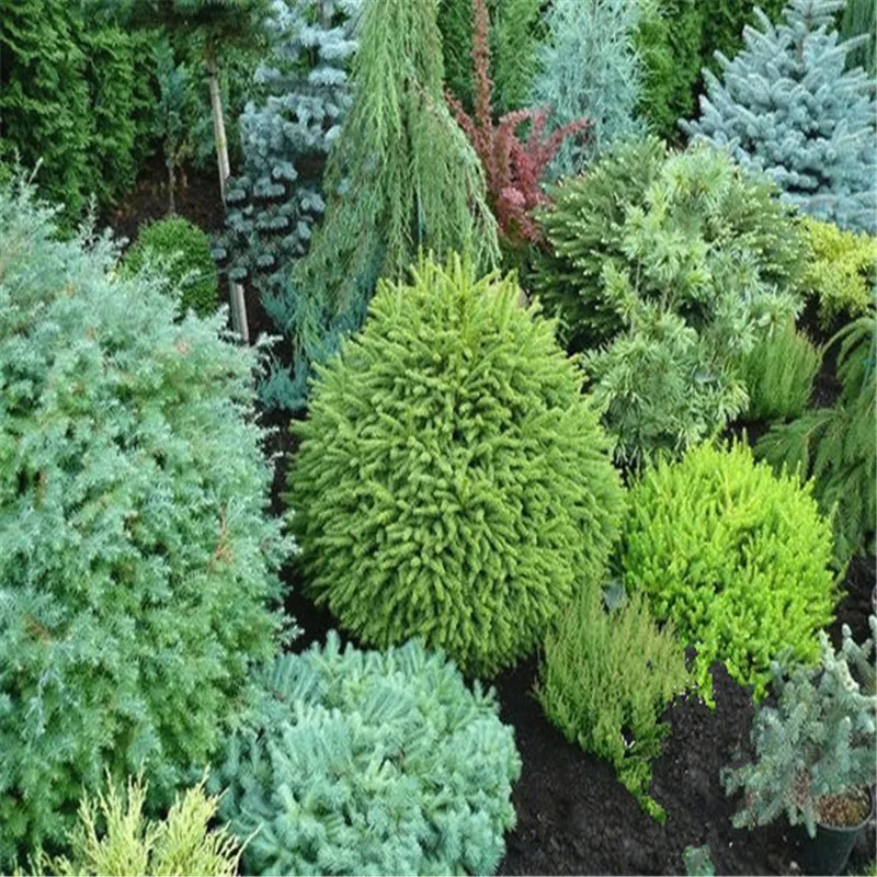 

20 pcs Japanese Black Pine Plant Bonsai Tree Garden Interior Decor Evergreen,Ornamental Strong Dwarf Perennial Planting