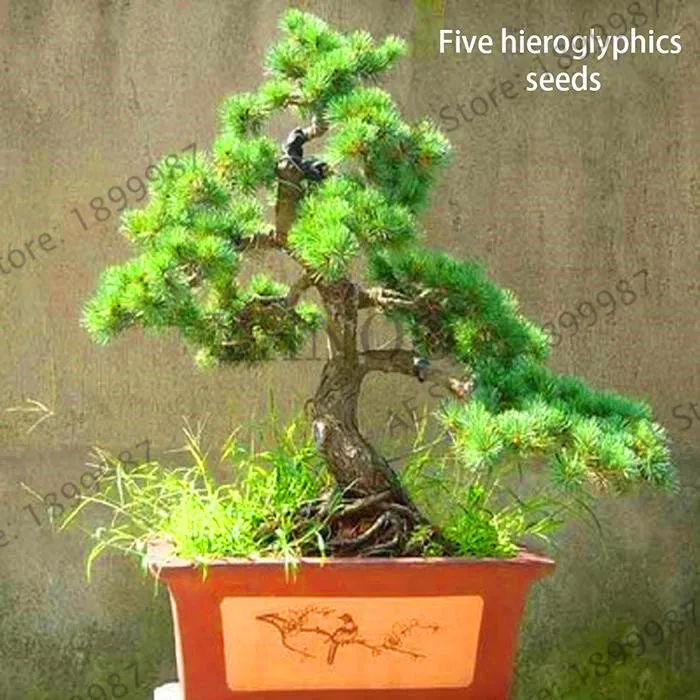

Genuine!50/bag quality Five-Leaved Pine Tree Plants Potted Landscape Five Needle Pine Bonsai Miniascape Garden for home decorat