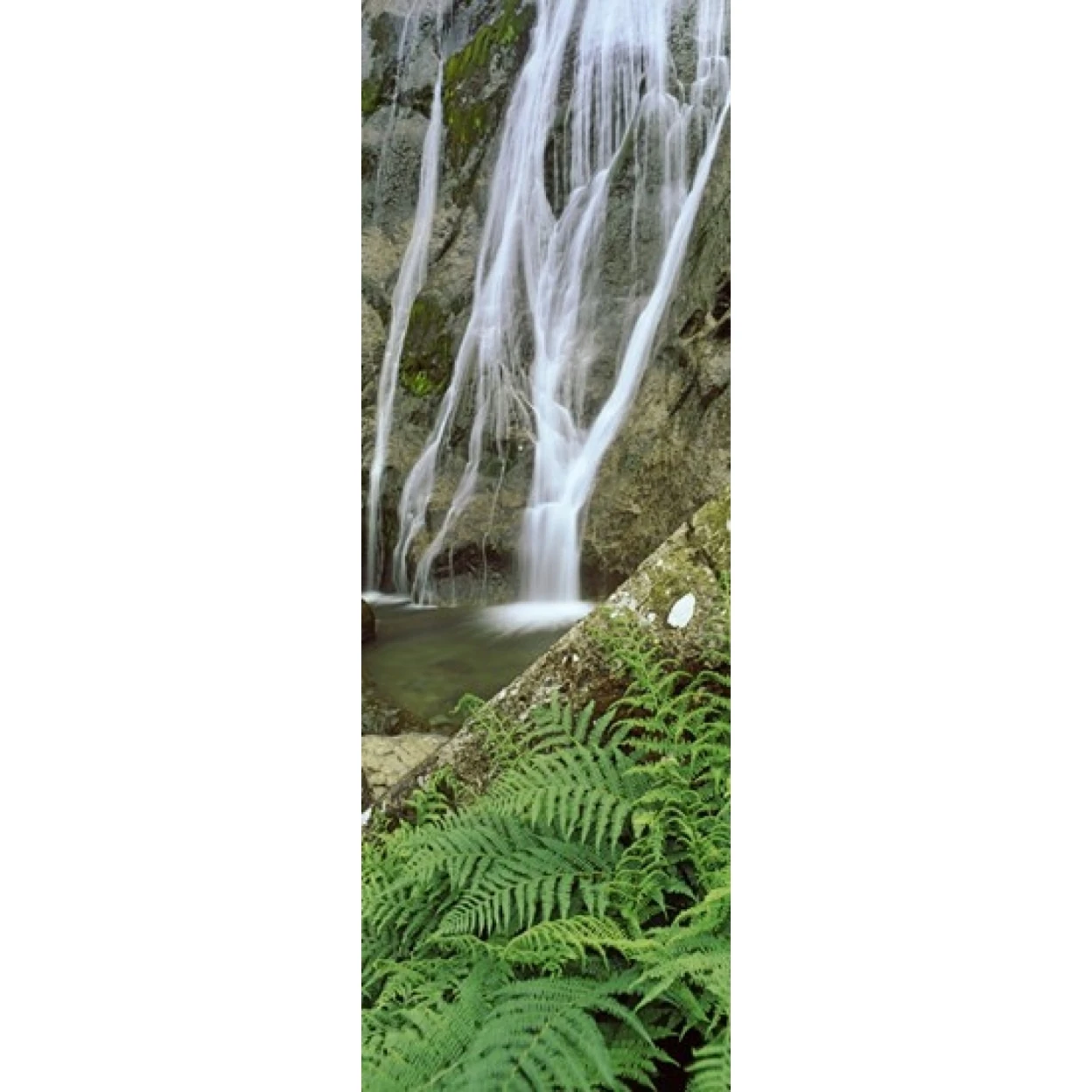 Папоротники и Aber Falls Abergwyngregyn Gwynedd Wales постер печать (18x6)|Таблички знаки| |