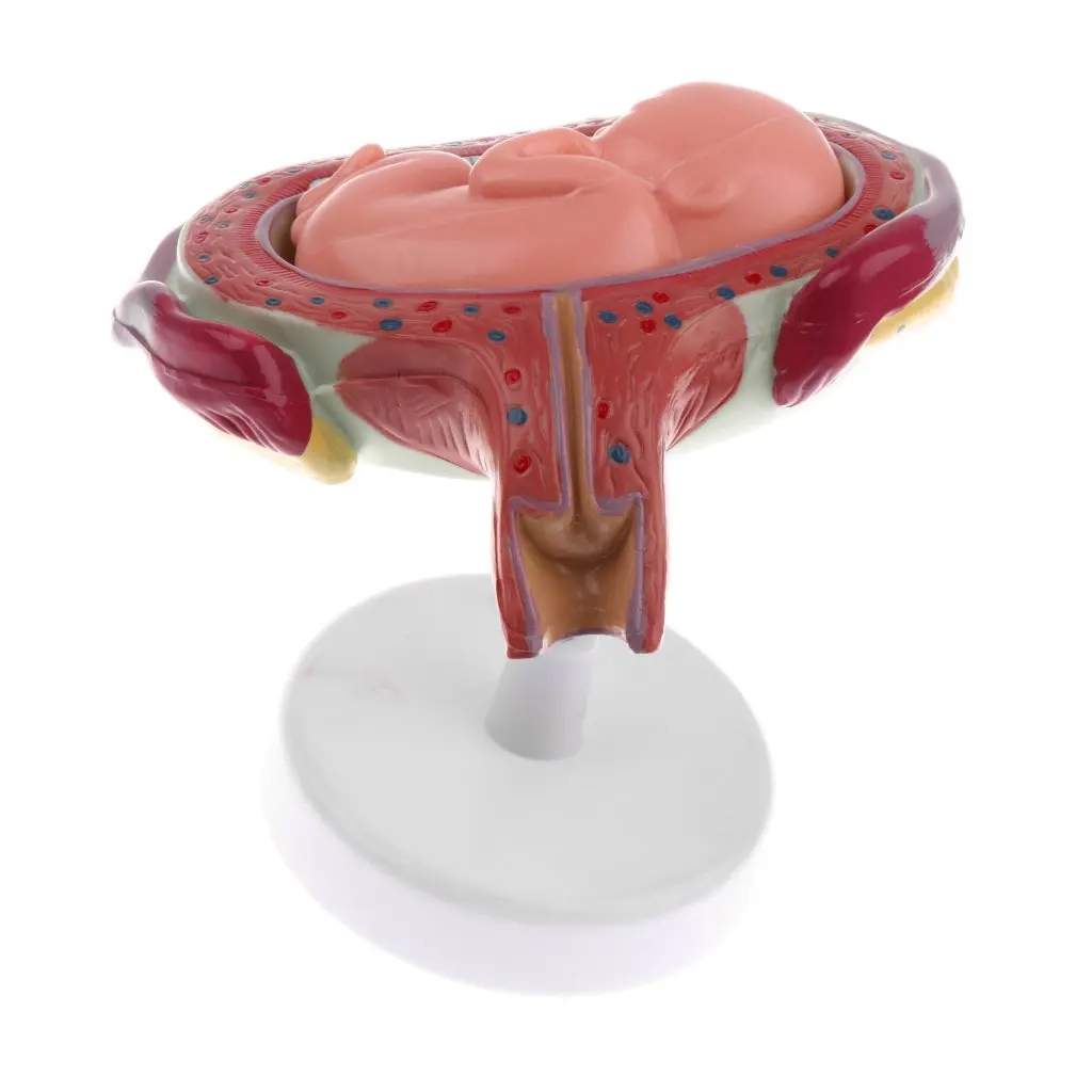  8pcs Human Fetal Development Model Medical Anatomical Model for School Teaching Tool Learning Displ - 32976387697