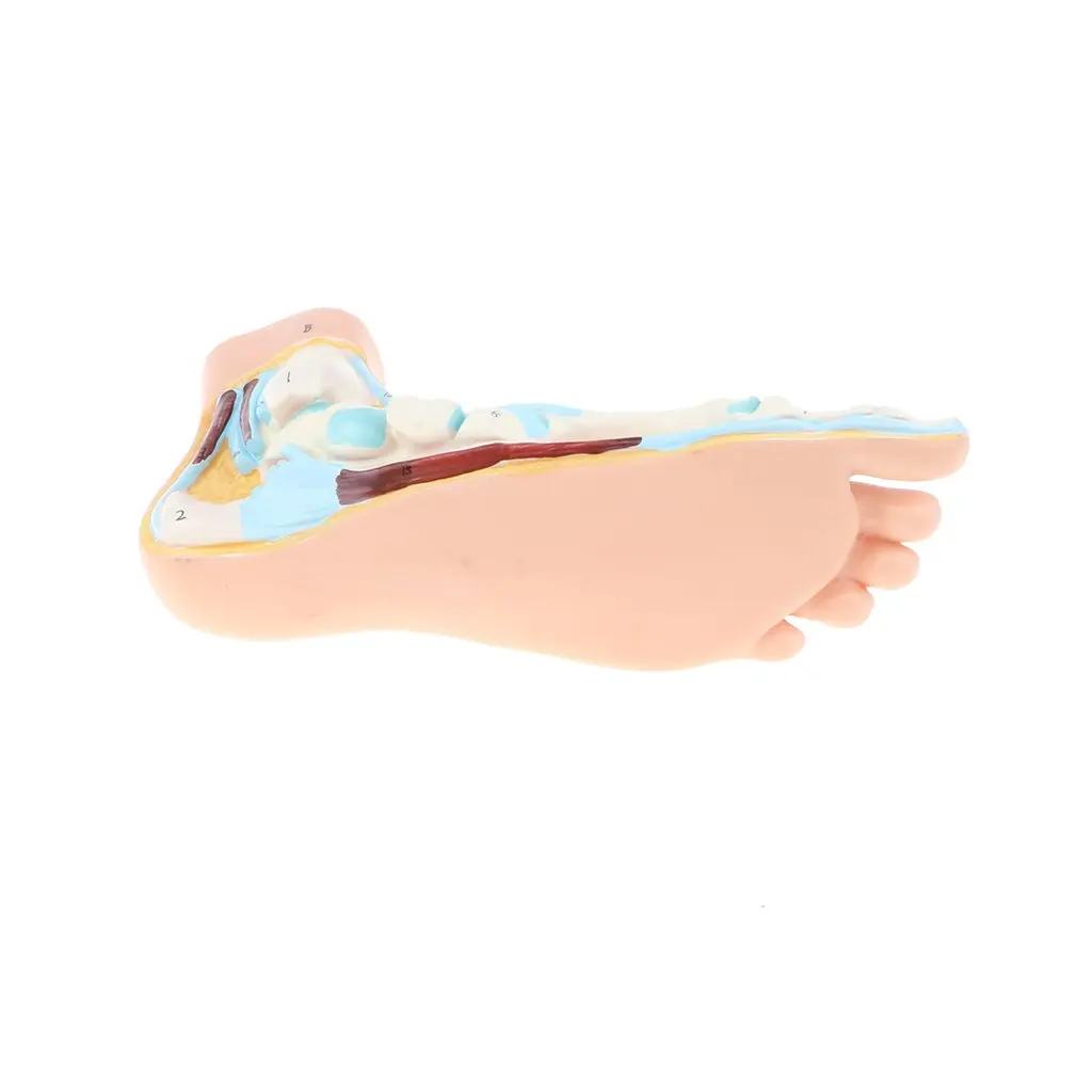  1: 1 Human Flat Foot Model with Ligaments Bones Muscles Anatomical Model for School Teaching Tool L - 32973480983