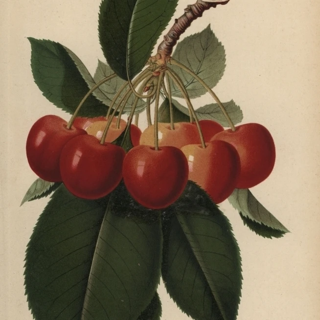 Bigarreau Napoleon Cerise Prunus Variete Affiche Imprimer Par Florilegius Mary Evans 18x24 Aliexpress Bigarreau Napoleon Cerise Prunus Variete Affiche Imprimer Par Florilegius Mary Evans 18x24 Aliexpress