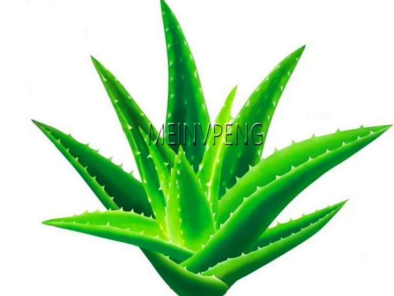 

Big Sale!100pcs Vegetables and fruit bonsai Aloe vera plant edible beauty Edible cosmetic Bonsai plants for home & garden,#