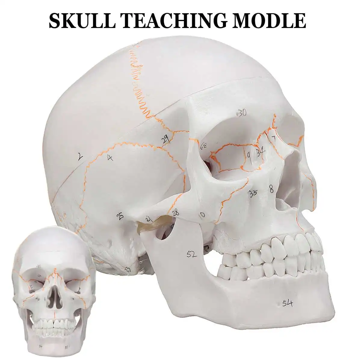 Головка модель скелета, черепа 1:1 в натуральную величину череп медицинская наука для школьного обучения Анатомия человека точный головы взрослого медицинская модель