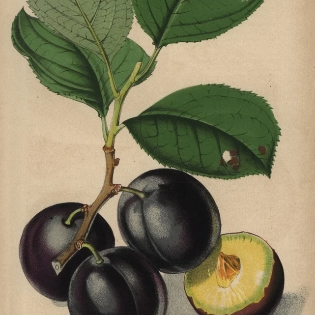 Слива Cultivar монарх Prunus Domestica плакат печать Florilegius Мэри Эванс (24X36)|Таблички и знаки| |