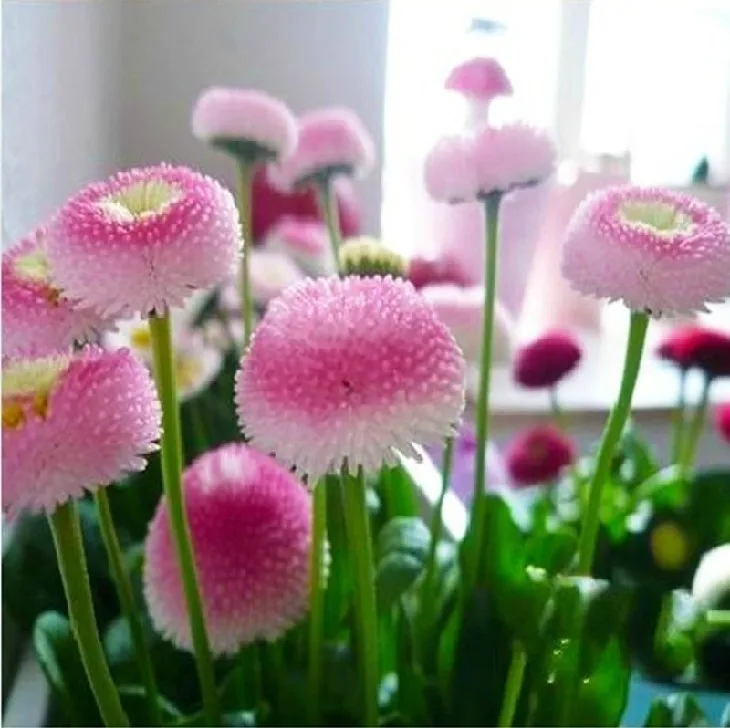 

Small daisy flower bonsai imported bonsais strawberry ice cream perfume potted chrysanthemum Sioux Dance 10pcs
