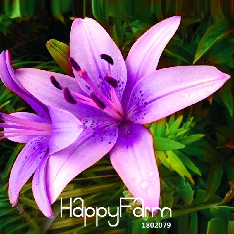 

Promotion!50 Pieces Rare Purple pink Lilium Brownii Plants Balcony Bonsai Courtyard Plant Flowers Lily Garden,#SLASCS