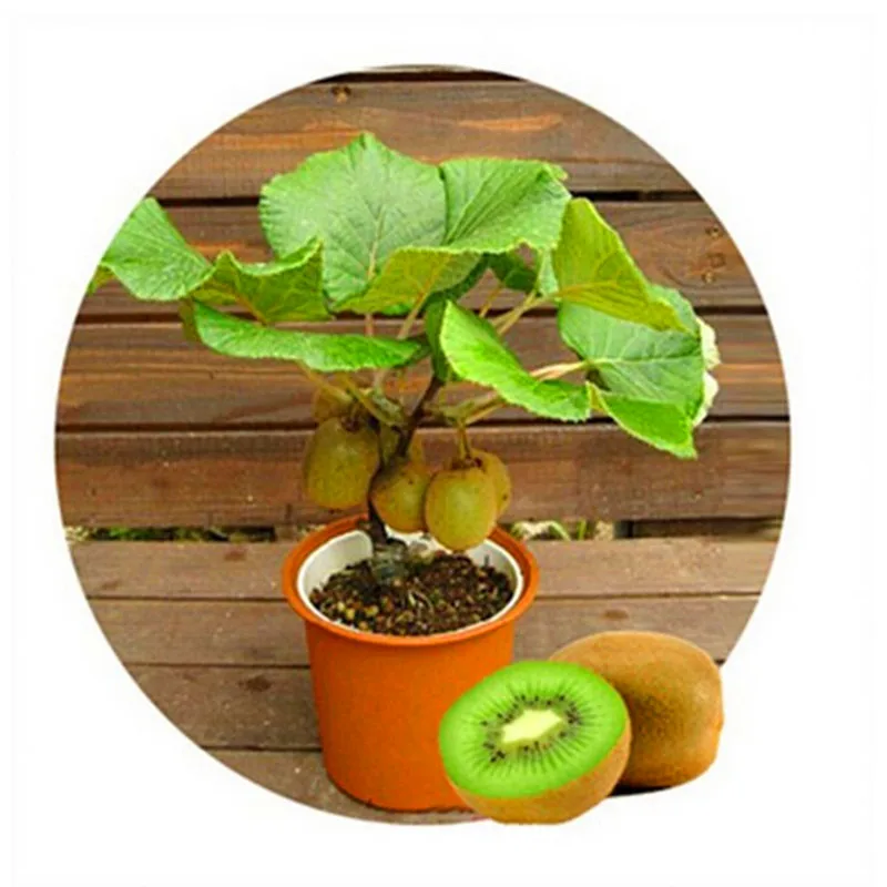 

200pcs Mini Kiwi fruit bonsais Thailand mini Kiwi Fruit bonsais flower Bonsai plants delicious kiwi Vegetable