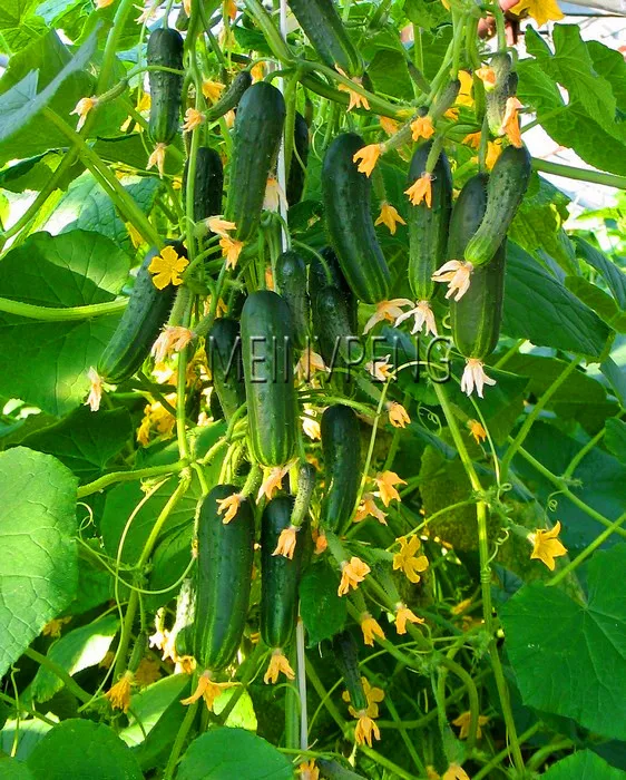 Лучшее предложение! Datura мини бонсай цветочное растение для домашнего сада посадки бругмансия Datura редкий цветок в горшках, 100 Флорес