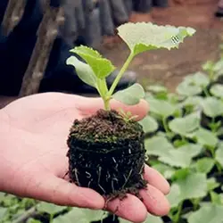 Behogar 30 шт 45 мм завод стартер роста семян саженец блок Вилки торфяные гранулы для использования в помещении сад парниковых Orchard солнце номер