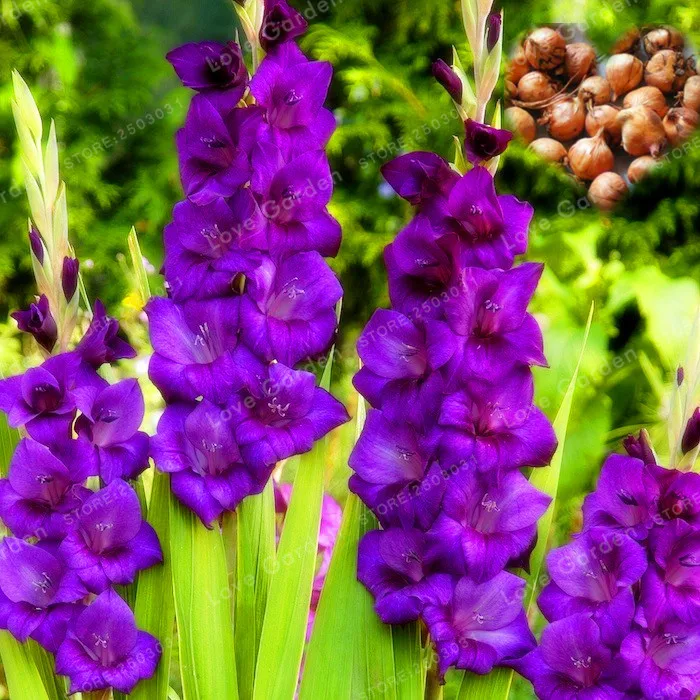 Buy Purple Gladiolus Bulbs( Gladiolus Bonsai), 95