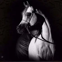 New-5D Алмазная вышивка крестиком набор Настенный декор Искусство ремесло