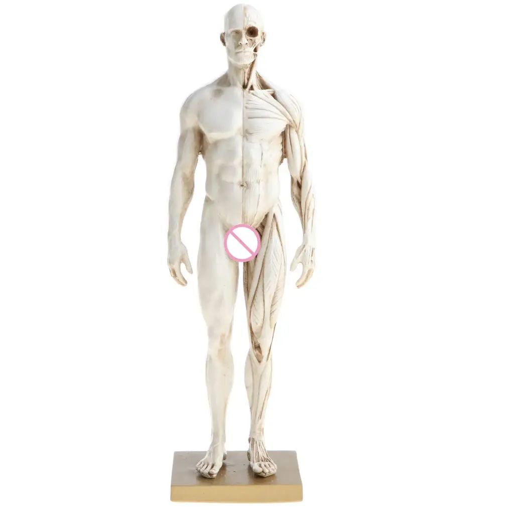  2pcs 30cm Human Body Muscle Structure Male Female Anatomical Model for School Teaching Tool Learnin - 32974020259