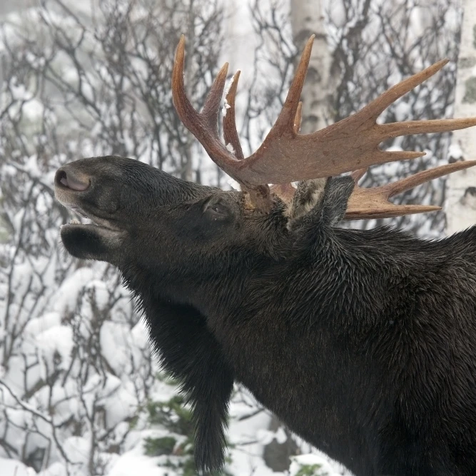 Moose. Мужчина в позе известном как Flemen. Во время гона бык тесты для | Дом и сад