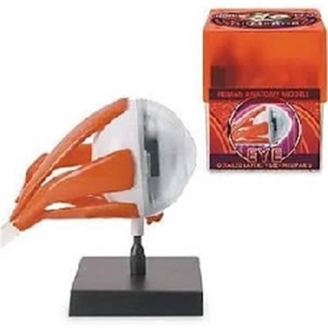 Tedco Toys 32370-EYE Bio Signs Eye анатомическая модель для глаз |