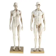 2 шт. 30 см структура мышц человеческого тела Мужская и женская анатомическая модель для школьного обучения инструмент обучения дисплей лабораторные принадлежности