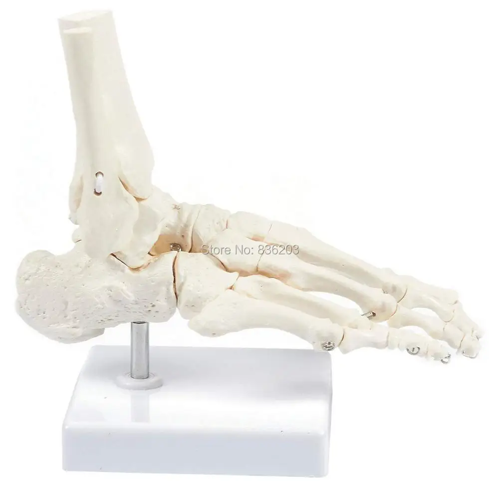 

Life size Human Life Size Right Foot Joint Anatomical Model Skeleton Anatomy skeleton for sale Artist CG model