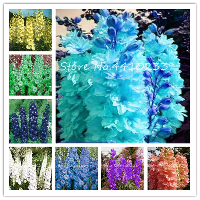 Free Shipping 100 Pcs Colourful Delphinium Bonsai Japan Beautiful Giant Room Family Garden Organic Flowers Hardy plants Free Shipping 100 Pcs Colourful Delphinium Bonsai Japan Beautiful Giant Room Family Garden Organic Flowers Hardy plants