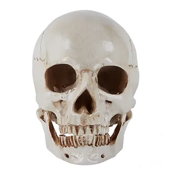 

Resin taro painting art of anatomy musculoskeletal human art model skull