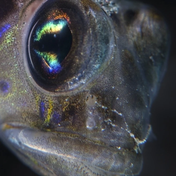 Деталь лица и глаз goby плакат с изображением рыб печати (22x34)|Таблички знаки| |