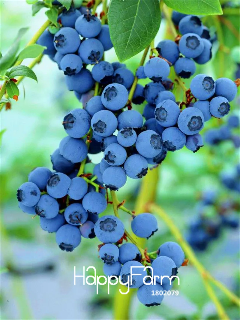 

Big Promotion!A Pack 100 Pcs Blueberry Tree plant Fruit Blueberry flores Potted Bonsai Tree garden,#WURU4A