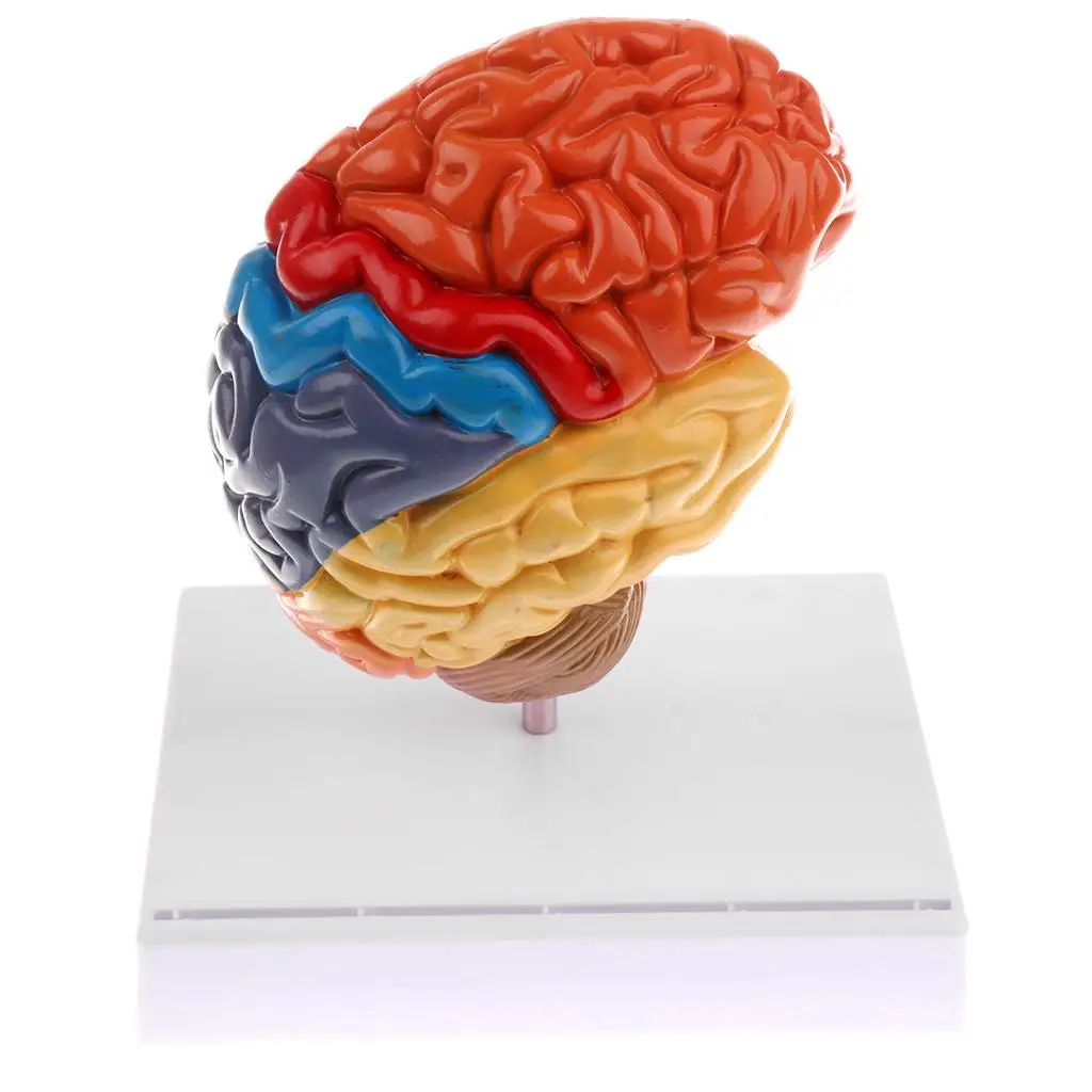  Cerebral anatomical model anatomy 1:1 half brain brainstem medical teaching lab supplies - 32959996820