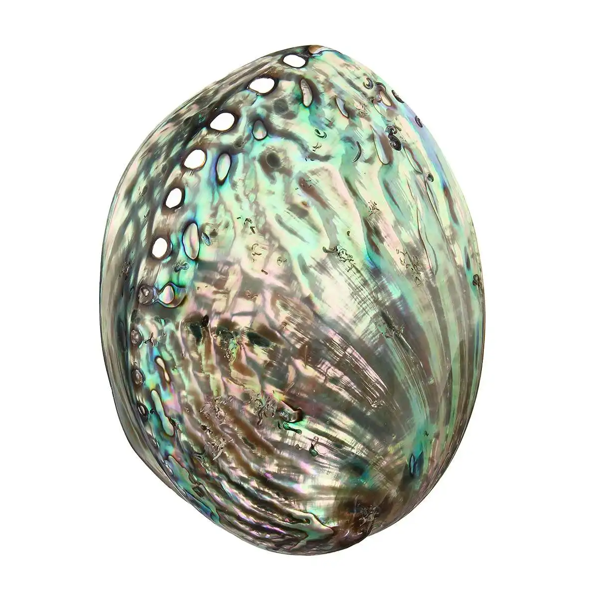 

Abalone Shell Natural Shell craft Jewelry Conch Home Wedding Decoration Charm Pendants For Jewelry Making DIY Necklace Bracelet