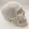 Numbered Human Skull Model Natural Life Size Bone Suture Clear Matt PVC Teaching Resources Learning Resources ► Photo 1/4
