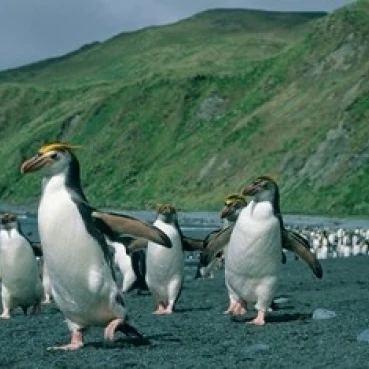 Королевский Пингвин Macquarie Austalian sub-Antarctic плакат печать Кевин шафер (27x18) | Дом и сад