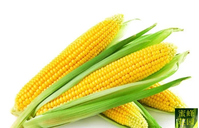 

Yellow Corn bonsais Yellow waxy corn about 20Pcs