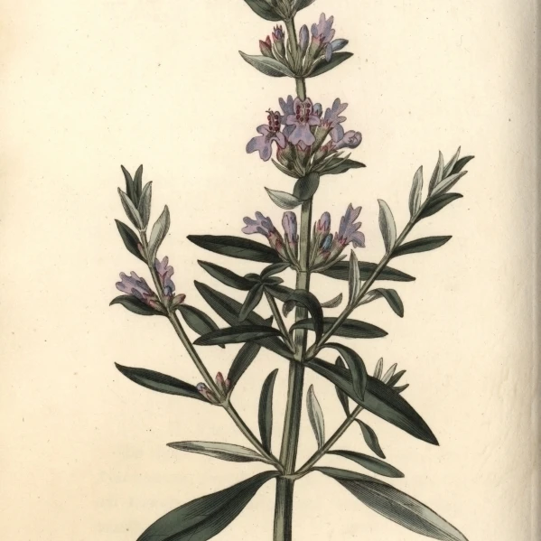 Hyssop Hyssopus Officinalis постер печать Florilegius Мэри Эванс (24X36) | Дом и сад