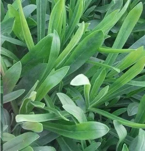 

Ya Shi Fengming Wholesale Featured Pasta Dish bonsai - Quality Sweet Beauty, Nutritious 100pcs