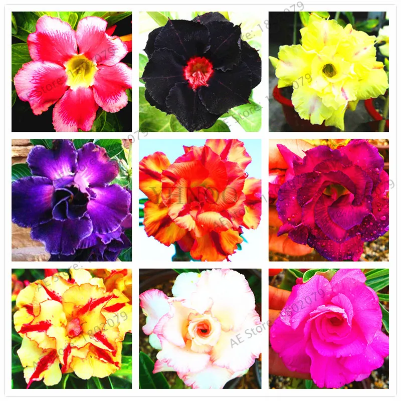 

Rare MIXED COLORS Desert Rose with Fire Red Heart Flower, 5 Pcs/pack, bonsai plant for home garden .