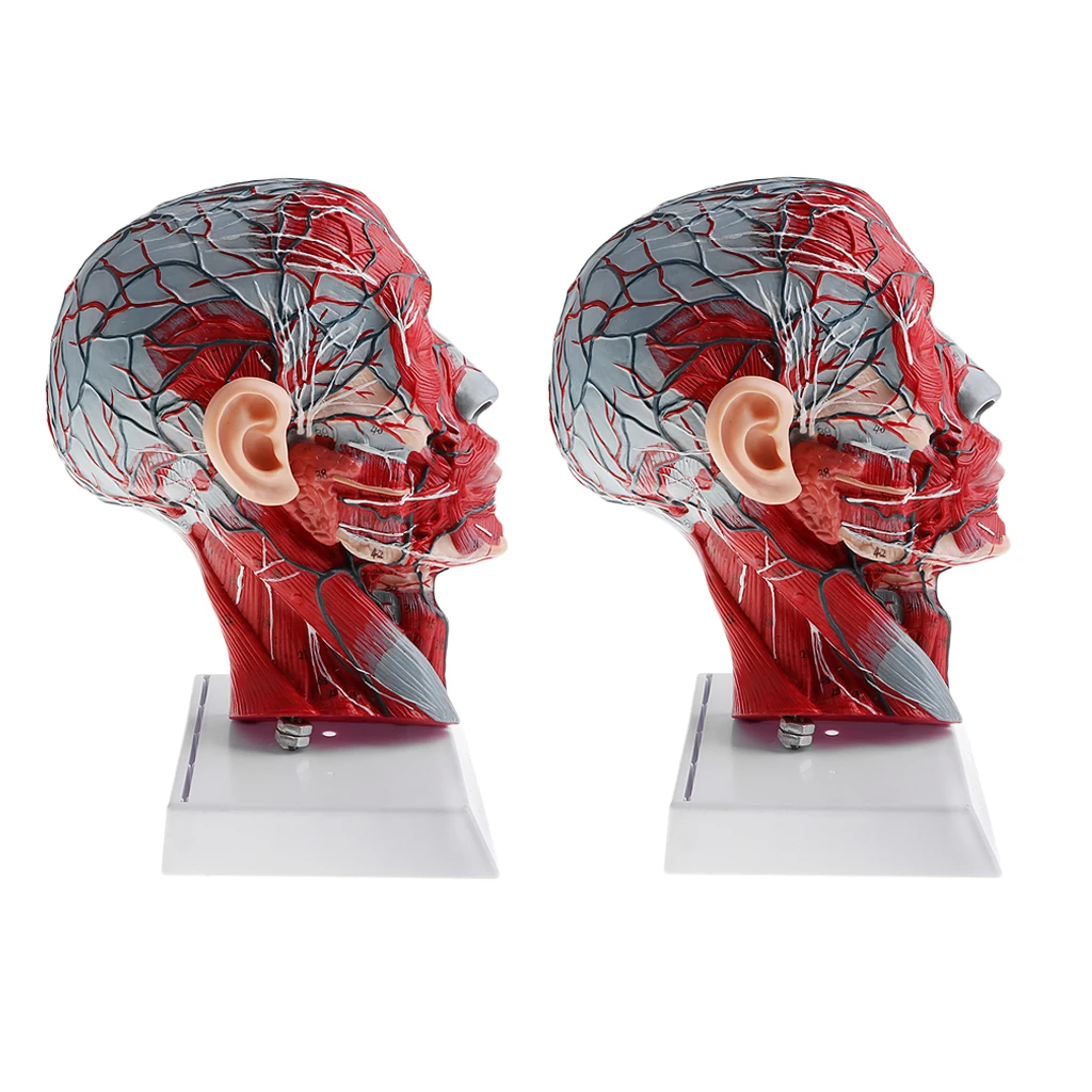 

2 Sets Sagittal Plane 1:1 Human Head Skeleton W/Neck Vessel Nerve Skeleton Demonstration Medical Model Lab Supplies