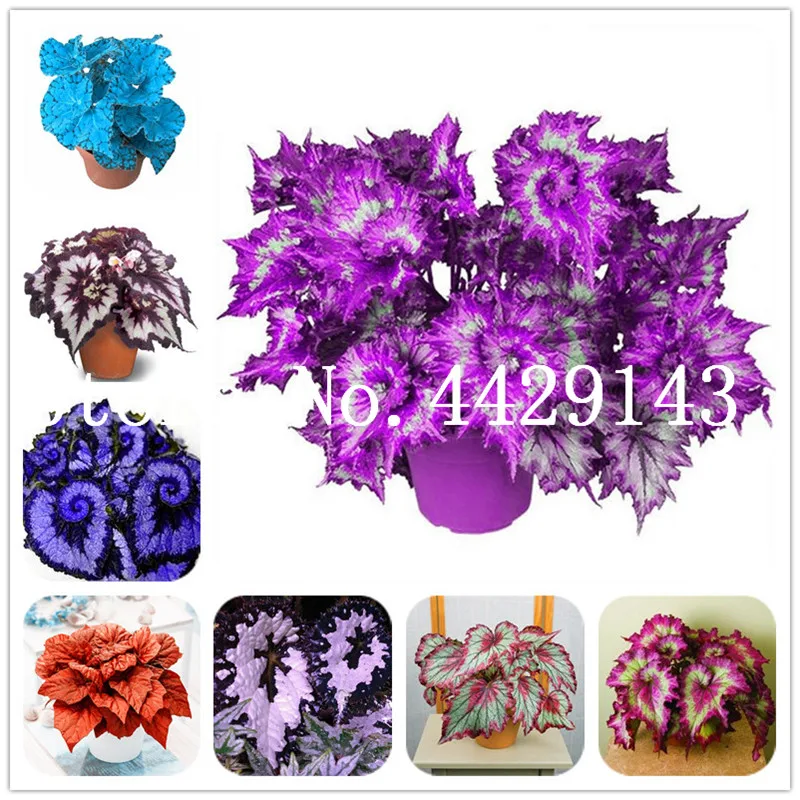 

120 Pcs Beautiful Begonia,rare begonia bonsai flower plant flowers potted begonia plants for garden balcony Ornamental Plants