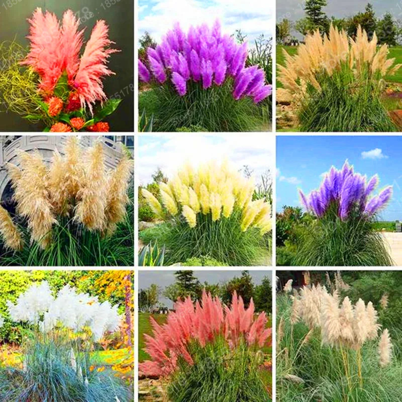 

beautiful colorful Pampas Grass flower flores for Garden rare bonsai grass Plants Decorative plant high quality 500pcs/bag