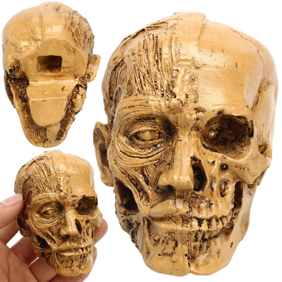 

9x5.5cm Human Skull Resin Model Anatomical Medical Teaching Skeleton Head Muscle Bone School Educational Head Skull Bone Model