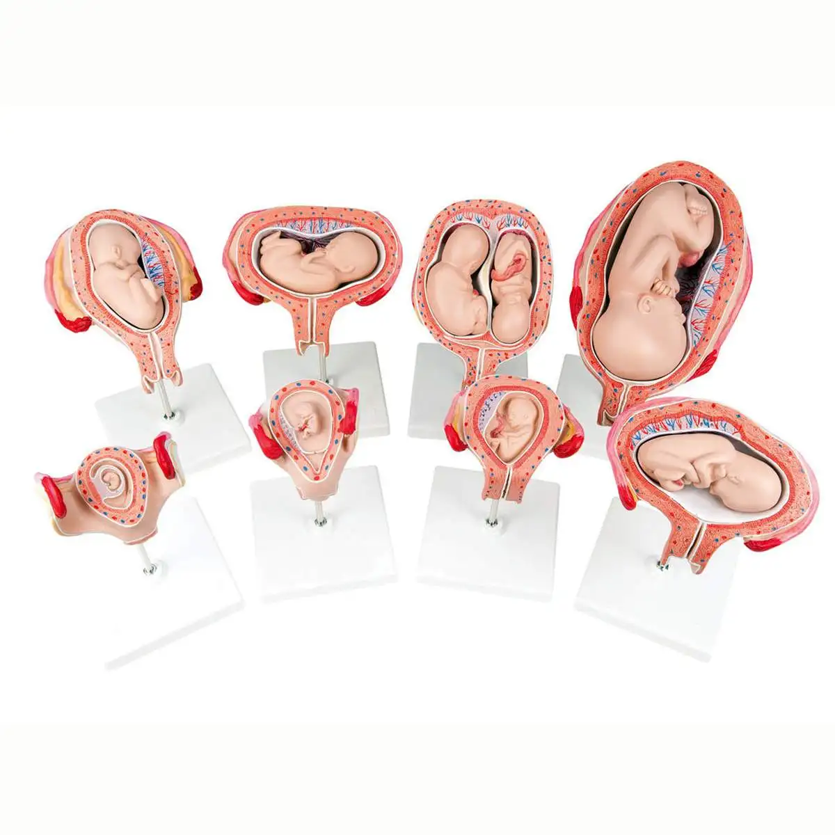 

8Pcs/Set Anatomical Human Fetal Development Model Baby Fetus Pregnancy Anatomy Medical Science Educational Teaching Resource
