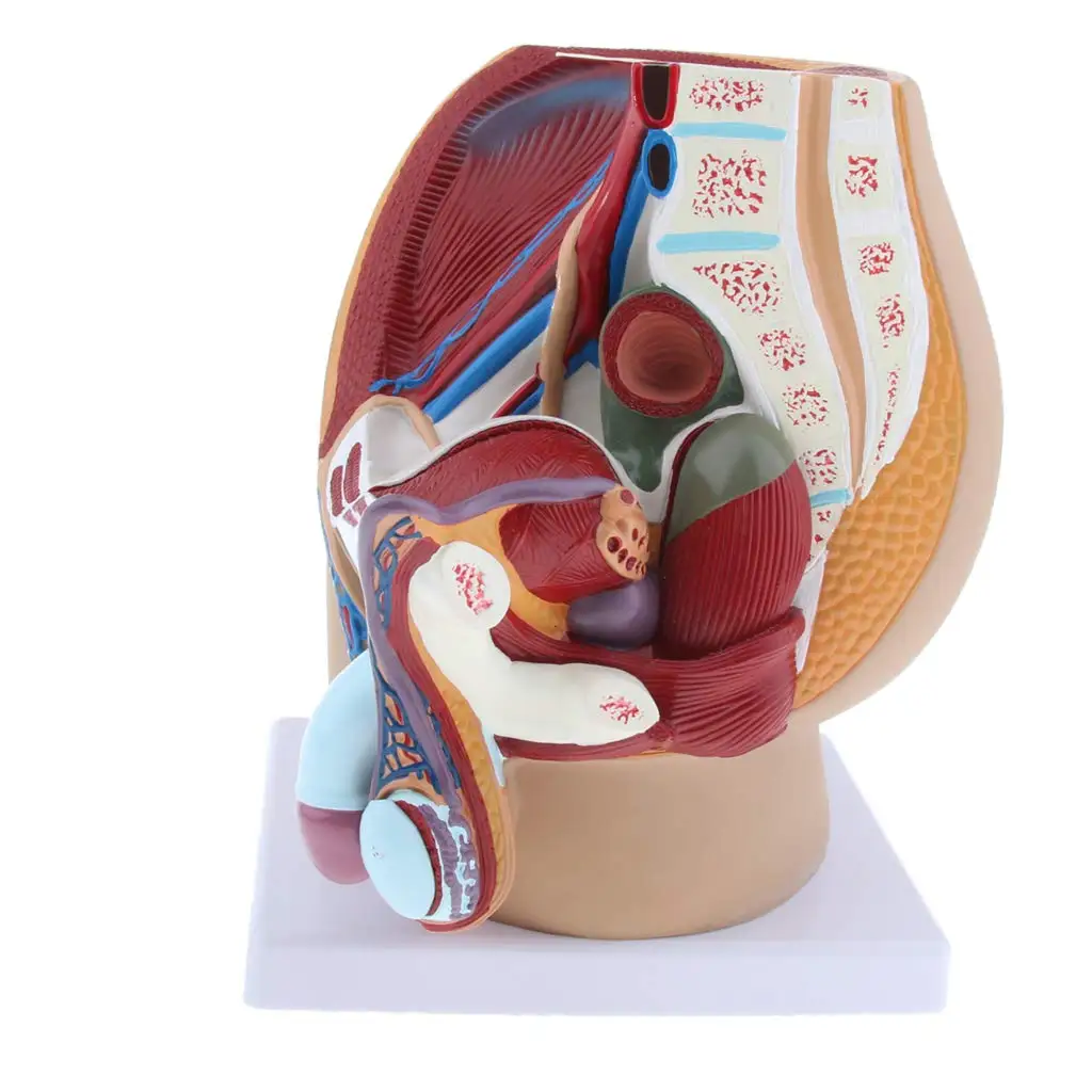  Human Male Prostate Model Structure Medical Anatomical Model for School Teaching Tool Learning Disp - 32975050750
