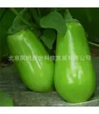 Горячая лампа зеленый баклажаны семья Упаковка из органических овощей бонсай 100 шт