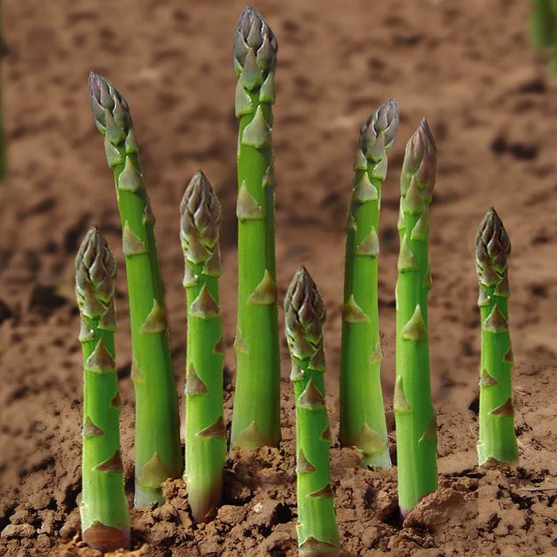 

Hot asparagus bonsais vegetable bonsai 5bonsais