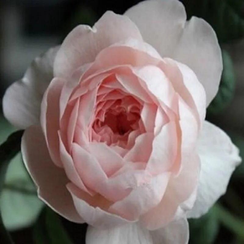 

Noble Rose Rose Aromatic 100 flower bonsai