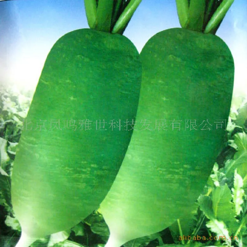 

Unearthed radish bonsai 10pcs hot vegetable bonsai