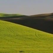 Пшеничное поле на ландшафте Whitman County Washington State USA плакат печать (18x6)|Таблички и