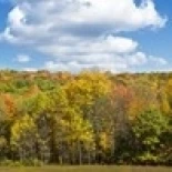Деревья осенью Нью Йорк штат США плакат печать (40x12)|Таблички и знаки| |