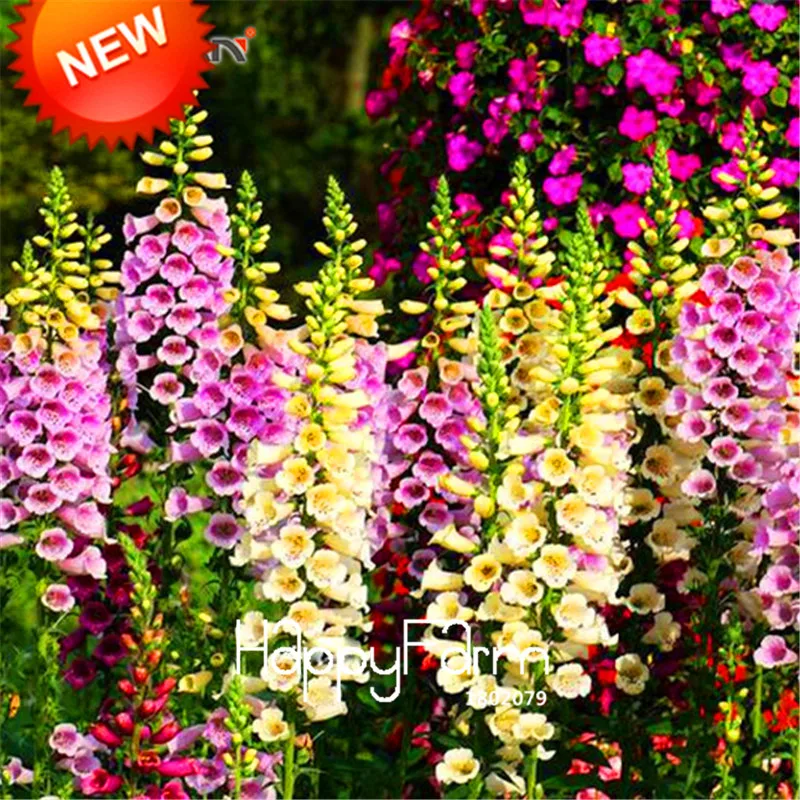 

Big Promotion!200 PCS/bag Perennial Wildflowers Combination Potted Planting Wildflower Bonsai Mix Color for Home Garden,#7LQRTN