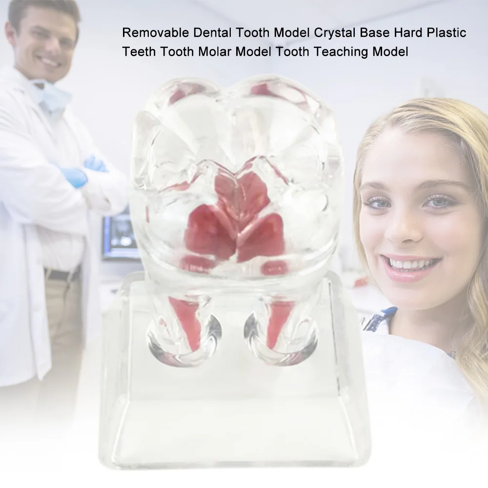 

Removable Crystal Dental Tooth Model Teeth Teaching Model Base Hard Plastic Teeth Tooth Molar Model Denture