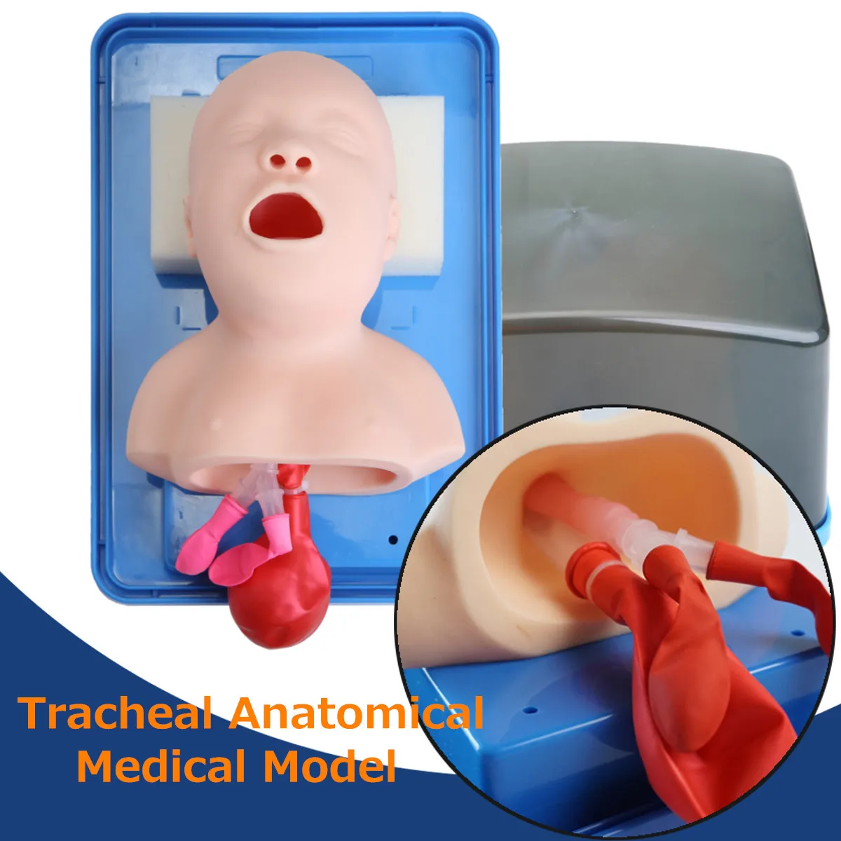 

Human Infant Tracheal Medical Science Model School Education Teaching Learning Skeleton Anatomy Model Props Resources Supplies